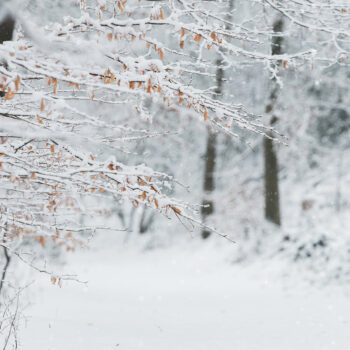 Wenn der Winter leise wird