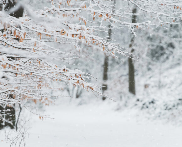 Winterwald Wenn der Winter leise wird