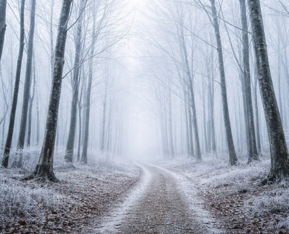 Winterwald Wenn der Winter leise wird