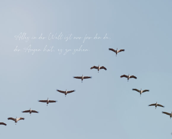 Kraniche kehren zurück Der erste Ruf des Jahres – Wenn der Himmel sich erinnert